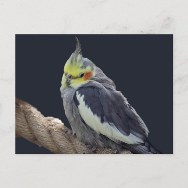 Cuddly Cockatiel Postcard (Front)