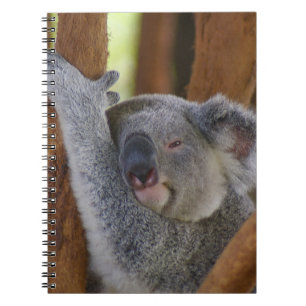 Cuddly Koala Bear Notebook