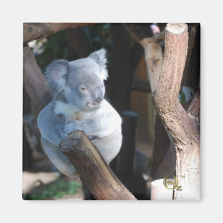 Cuddly Koala Magnet