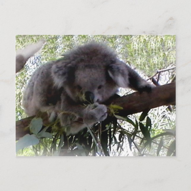 Cuddly Koala Postcard (Front)