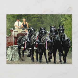 culpeper va draught horse show postcard