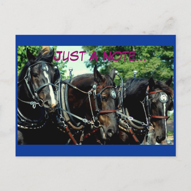 culpeper va draught horse show postcard (Front)