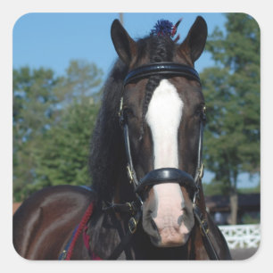 culpeper va draught horse show square sticker