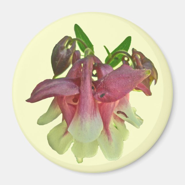 Cultivated Columbine Magnet (Front)
