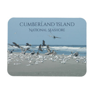 Cumberland Island Beach, Flocking Birds, Ocean Magnet