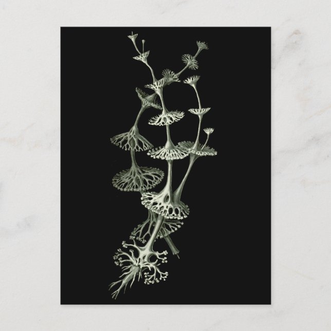 Cup Lichen Postcard (Front)