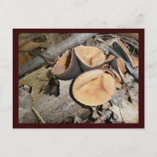 Cup Mushrooms #1 Postcard