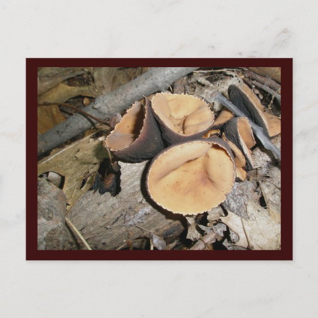 Cup Mushrooms #1 Postcard (Front)