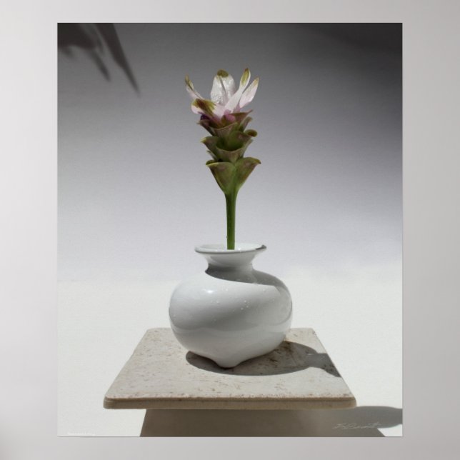 Curcuma Floating Print -20x24 -other sizes also (Front)