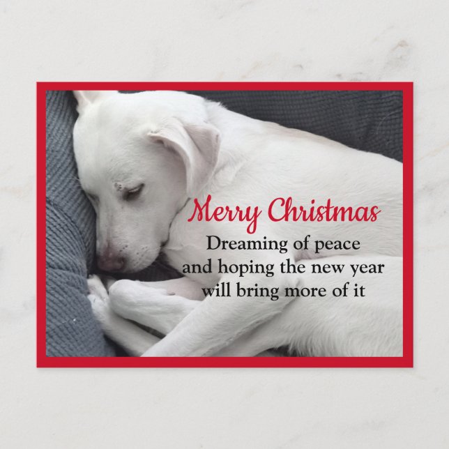 Cure Peaceful Sleeping White Puppy Dog Christmas Postcard (Front)