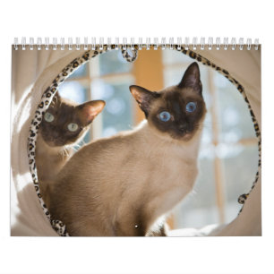 Curiosity Calendar