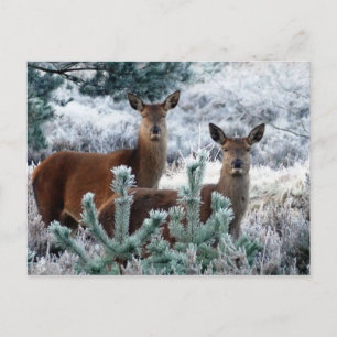 curiosity deer postcard
