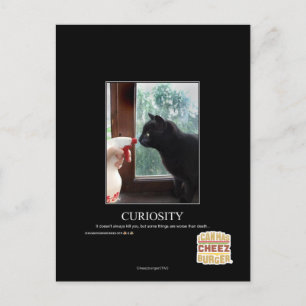 Curiosity Postcard