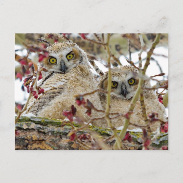 Curious Adorable Owlets Postcard (Front)