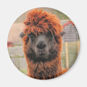 Curious Alpaca ~ magnet