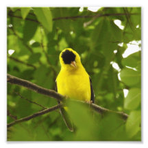Curious American Goldfinch