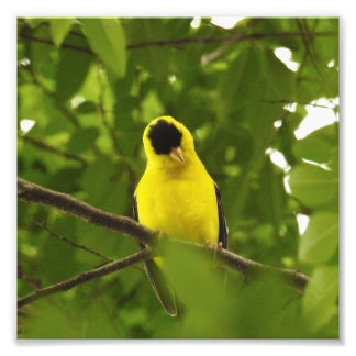 Curious American Goldfinch Photo Print