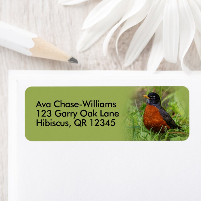 Curious American Robin Songbird in the Grass (Insitu)