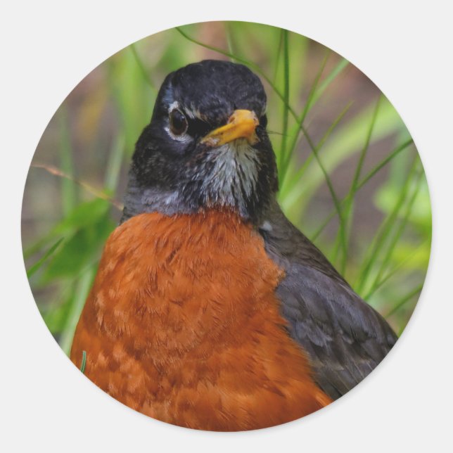 Curious American Robin Songbird in the Grass Classic Round Sticker (Front)
