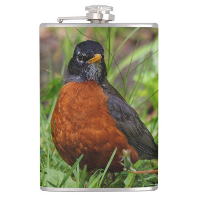 Curious American Robin Songbird in the Grass Hip Flask (Front)