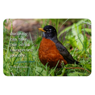 Curious American Robin Songbird in the Grass Magnet