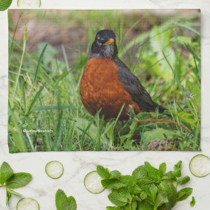 Curious American Robin Songbird in the Grass Tea Towel