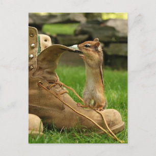 Curious Baby Chipmunk Postcard