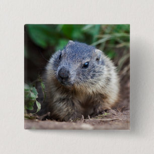 Curious Baby Marmot Badge