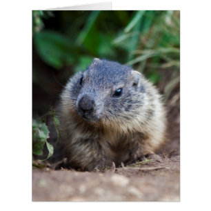 Curious Baby Marmot Card