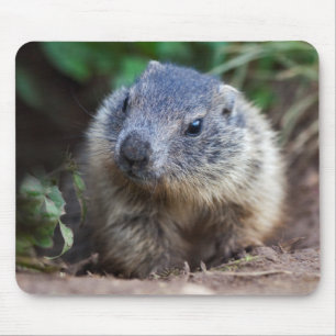 Curious Baby Marmot Mousemat