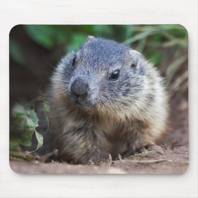 Curious Baby Marmot Mousemat (Front)