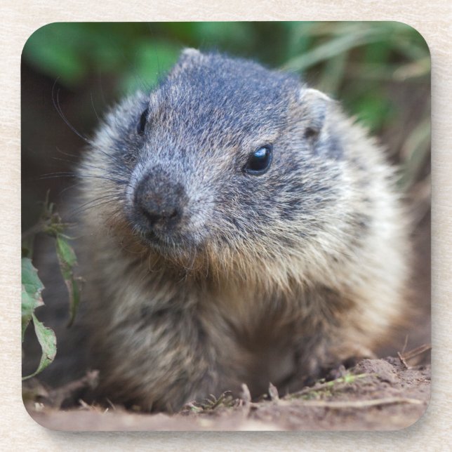 Curious Baby Marmot Set of 6 Coasters (Front)