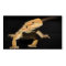 Curious Bearded Dragon