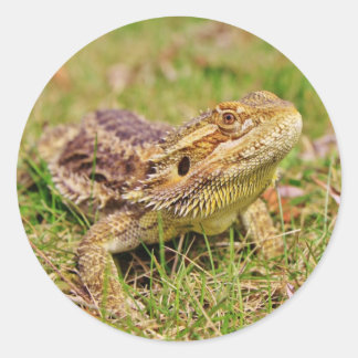 Curious Bearded Dragon 2 Classic Round Sticker