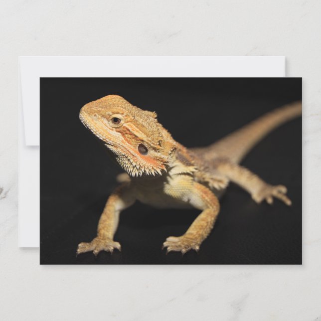 Curious Bearded Dragon 3 (Front)