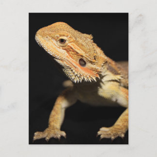 Curious Bearded Dragon 3 Postcard