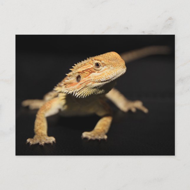 Curious Bearded Dragon Postcard (Front)