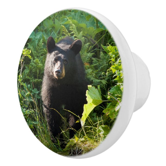 Curious Black Bear Ceramic Knob (Right)