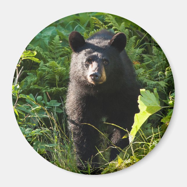 Curious Black Bear Magnet (Front)