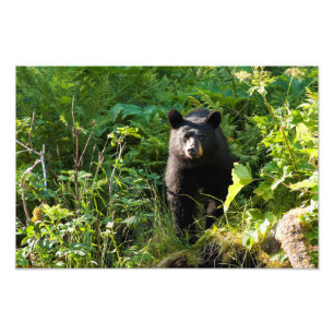 Curious Black Bear Photo Print