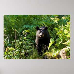 Curious Black Bear Poster