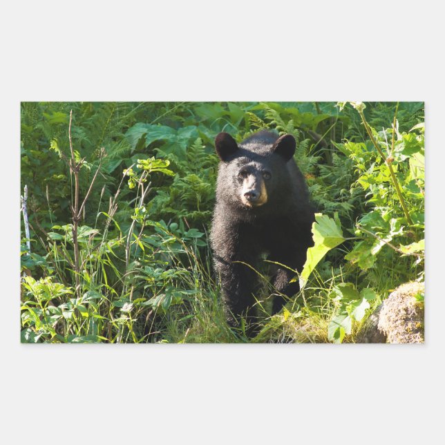 Curious Black Bear Rectangular Sticker (Front)