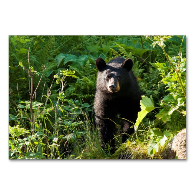 Curious Black Bear Table Number (Front)