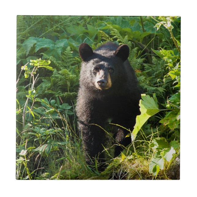 Curious Black Bear Tile (Front)