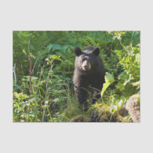 Curious Black Bear Tissue Paper