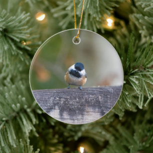Curious Black-capped Chickadee Holiday Gift Ceramic Tree Decoration