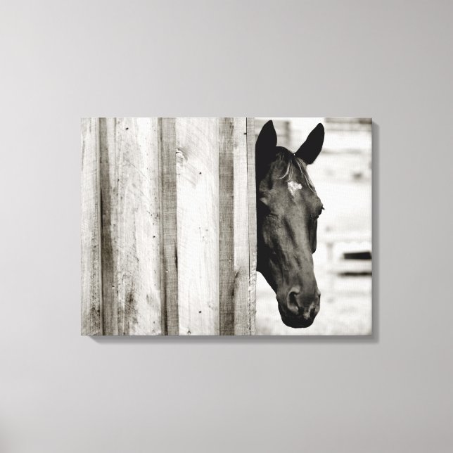 Curious Black Horse Canvas Print (Front)