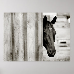 Curious Black Horse Poster