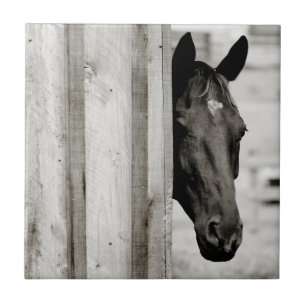 Curious Black Horse Tile