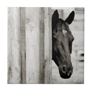 Curious Black Horse Tile